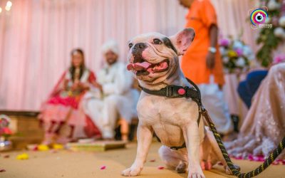 Pixelgaze_Divya & Aakash_Wedding_C_0803